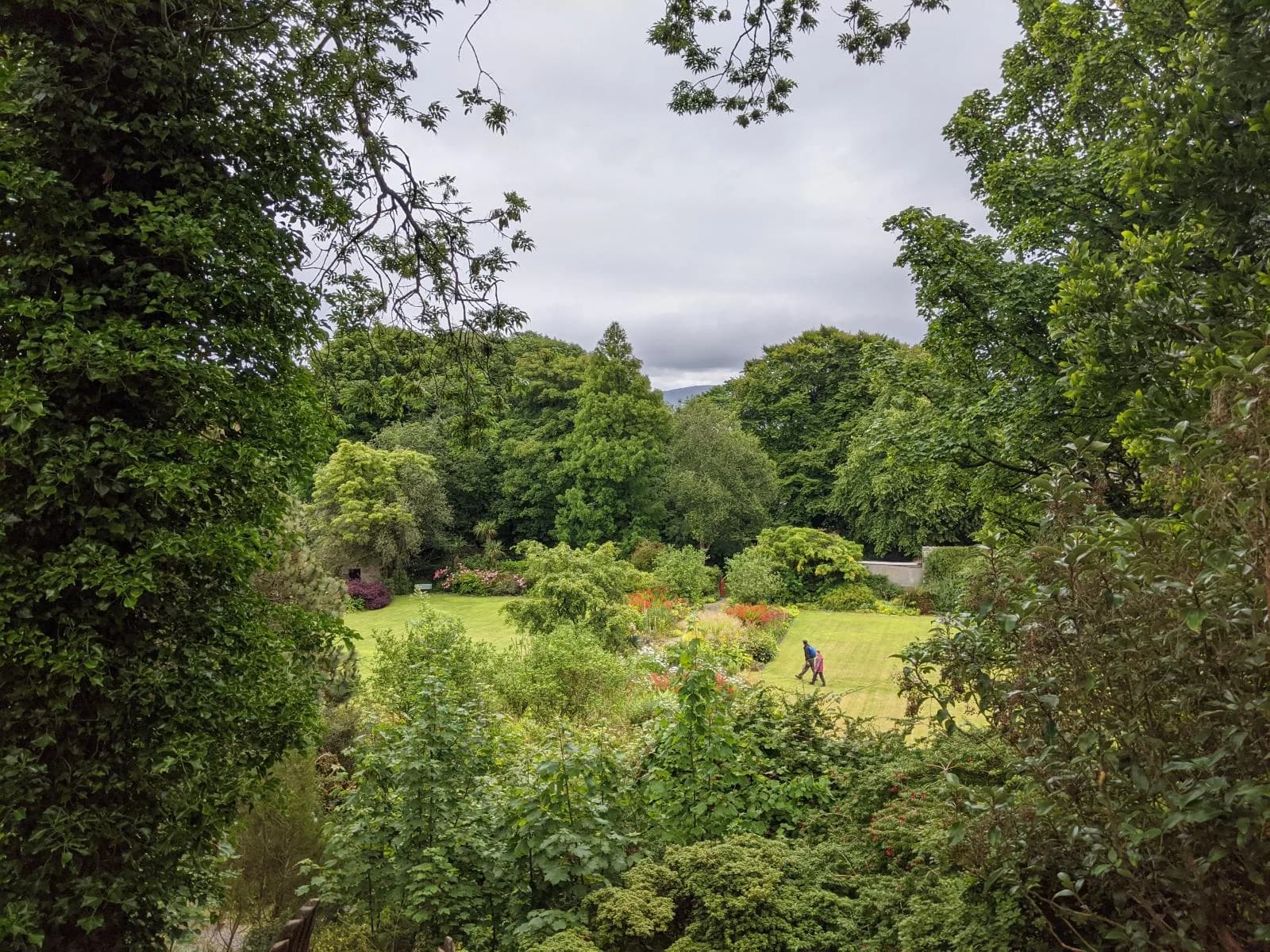Lush planting and trees in the walled garden at Achamore Gardens